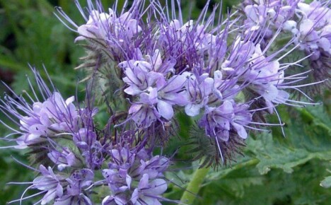 How to grow phacelia in the country as fertilizer
