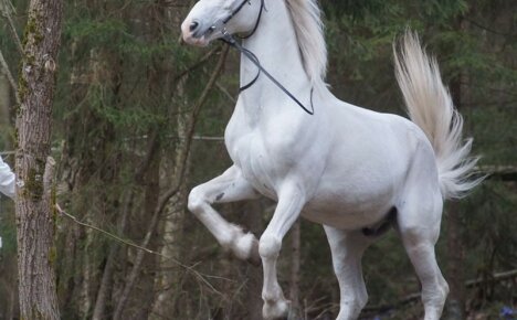 Oryolské klusové plemeno koní - pýcha ruského chovu koní