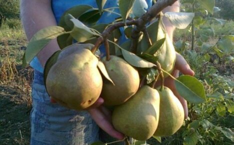 The largest-fruited early winter pear Delbarju - description of the variety and features