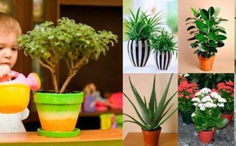 Избор на растения за детската стая с любов