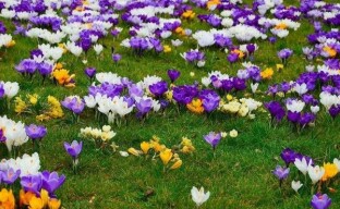 Wachsende Krokusse: Wie man im Garten einen blühenden Primelenteppich kreiert