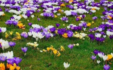 Crochi in crescita: come creare un tappeto di primule fiorite in giardino