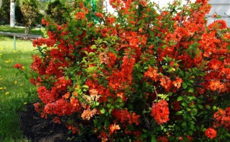 Underbara chaenomeles - japansk kvitten, plantering och vård av dekorativa ätbara buskar