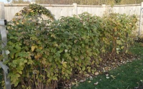 Какви грижи за еземалина през есента - подготовка на храсти за зимуване