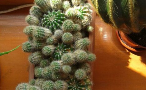Vegetative propagation of a cactus: the main methods and their features