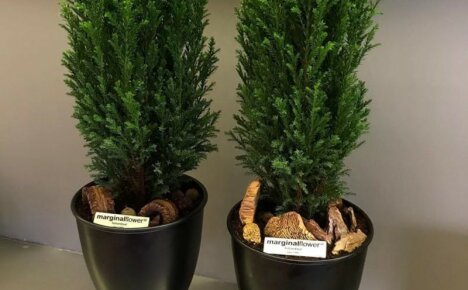 Secrets of planting and caring for the elegant Elwoodi cypress ephedra
