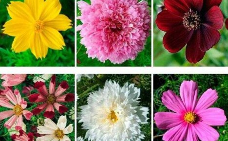Tipi di cosmo: tutto ciò che i veri intenditori di fiori devono sapere