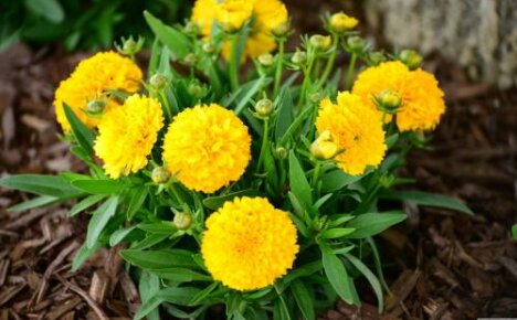 Кореопсис Златна топка - непретенциозно многогодишно растение за мързелив градинар
