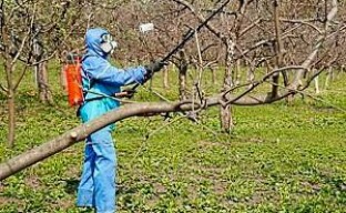 Pemprosesan pokok buah-buahan musim bunga terhadap perosak dan penyakit
