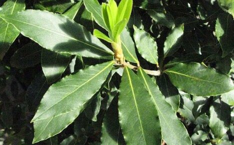 Léčivé vlastnosti bobkových listů a kontraindikace pro použití