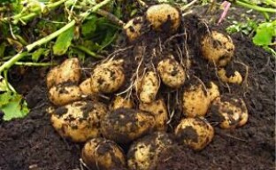 Récolte de pommes de terre fin juin (vidéo)