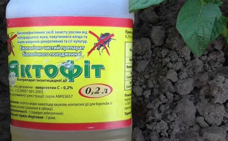 คำแนะนำสำหรับการใช้ Aktofit สำหรับพืชในสวนและในร่ม