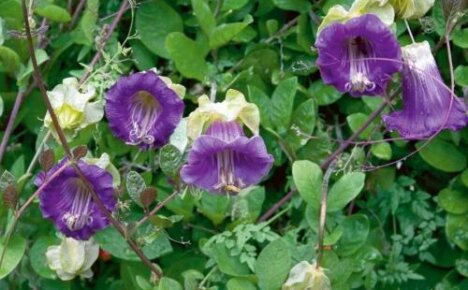 Il viola Kobeya è una vite ideale che cresce rapidamente e fiorisce magnificamente
