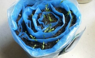 En interessant måde at dyrke koriander i snegle indendørs
