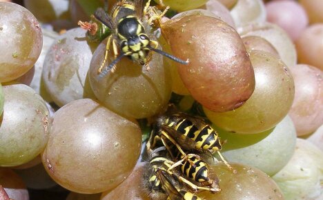 Cara menangani tawon di kebun anggur dengan berkesan dan memelihara hasil panen