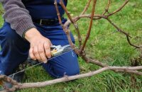 Vynuogių genėjimas rudenį: žingsnis po žingsnio pradedančiųjų augintojams