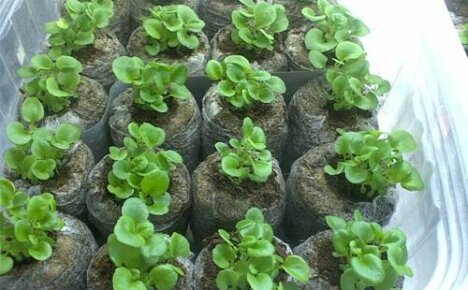 How to plant petunia seedlings in peat tablets?