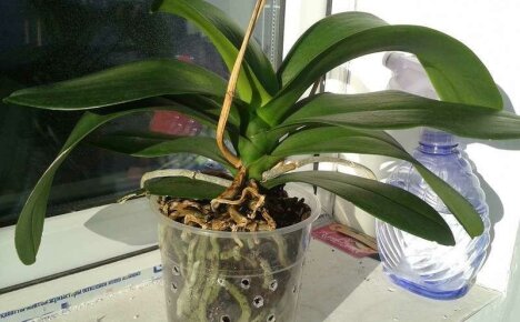 Orchid does not bloom - what to do and how to stimulate the formation of peduncles