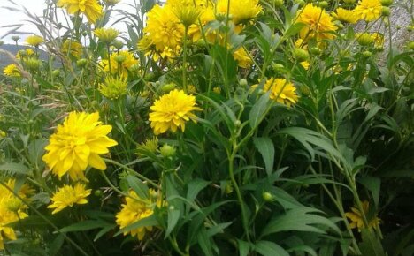 Làm quen với các quy tắc trồng và chăm sóc Quả bóng vàng rudbeckia tuyệt đẹp