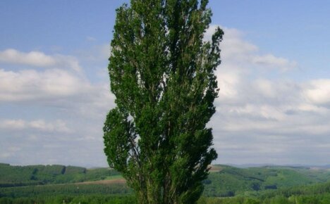 Rules for the reproduction and cultivation of a graceful pyramidal poplar tree