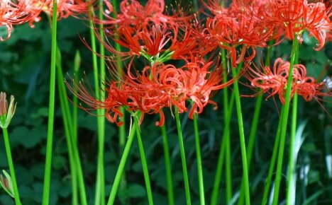 La fleur orientale de lycoris décore le chalet d'été