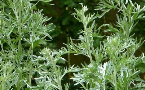 The healing properties of wormwood for your health