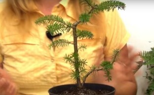 Jedle bonsaje pro začínající zahradníky - tajemství formace