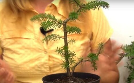 Yeni başlayan bahçıvanlar için köknar bonsai - oluşumun sırları