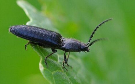 Effective methods of dealing with the click beetle
