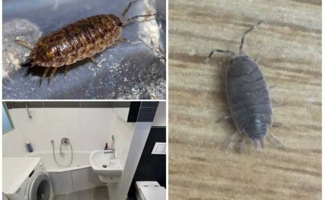 Keep the bath dry or how to deal with wood lice in the apartment