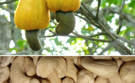 Cómo crecen los anacardos o frutas únicas: nueces en una manzana