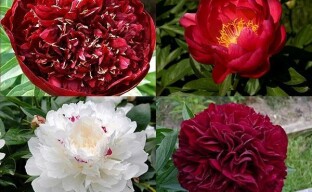 Korai pünkösdi rózsa: fényűző kerti kiállítások