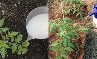 Sadba močovina - fungicíd aj hnojivo