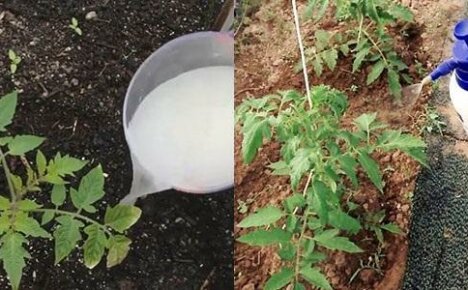 Mocznik do sadzonek - zarówno fungicyd, jak i nawóz