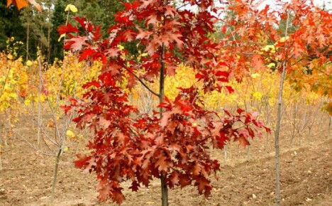 Come piantare e far crescere una quercia rossa nel tuo cottage estivo