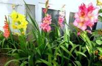 A kardvirágokat otthon termesztjük: hogyan kell gondozni a virágokat