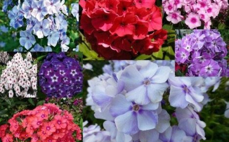 Las mejores variedades de phlox para un jardín de flores brillante.