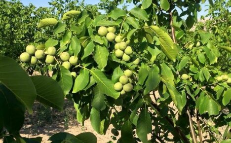 Ořech v Bělorusku - pěstování a oblíbené druhy
