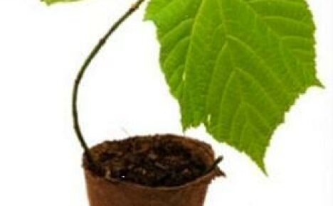 Caratteristiche delle piantine in crescita di piante e fiori di ortaggi in vasi di torba