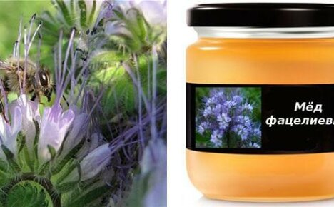 What are the beneficial properties of phacelia honey?