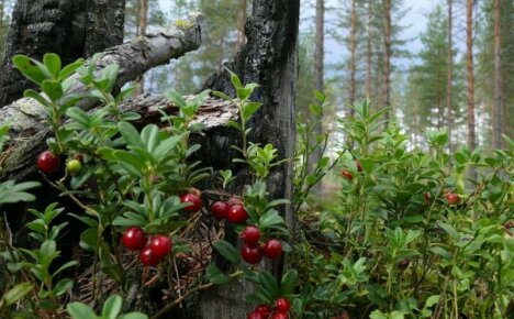 Bosbessen - de naam en foto van gewone eetbare en giftige gewassen