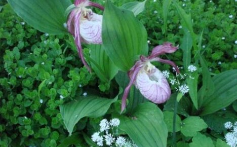 Waldorchidee oder Frauenschuh großblütig