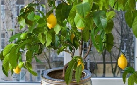 Как да се грижим лимонът да бъде плодоносен у дома