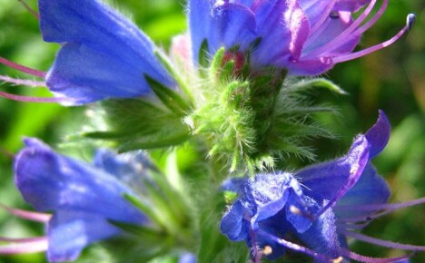 Sėkmingam bitininkavimui naudokite mėlynių medaus augalą