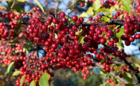 Díky vlastnostem chokeberry red je zahradní dekorace