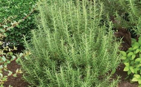 Rosemary - growing in the open field in the Moscow region, planting and care features