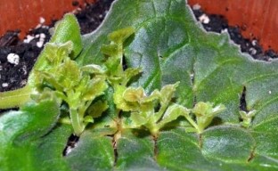 Dua cara mudah untuk mendapatkan tanaman gloxinia baru - pembiakan daun