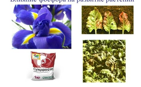 За да се получат високи добиви, е важно да се знае ролята на фосфора за растенията.