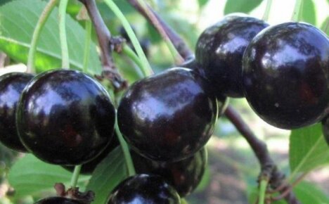 The sweetest and largest Chernokorka cherry - variety description and benefits