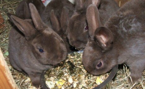 ماذا تأكل الأرانب في المنزل - تشكل نظامًا غذائيًا كاملاً